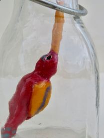 Botteldbirdfish (5)